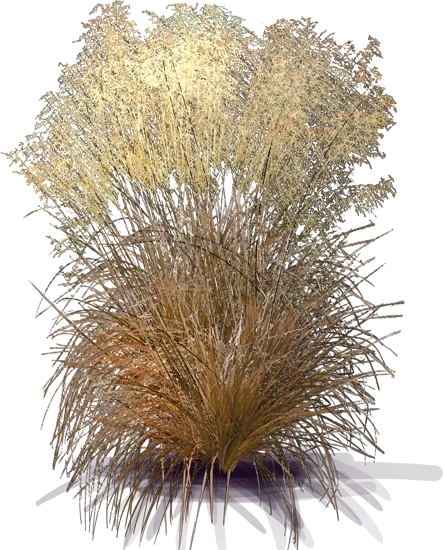 Plant - Tufted Hairgrass