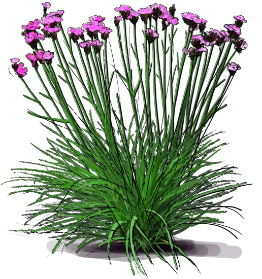 Plant - German Pink