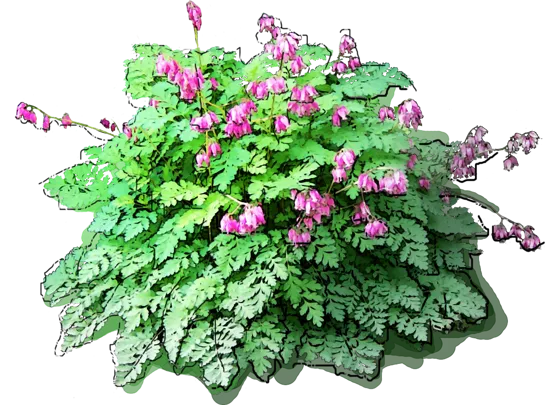 Plant - Dicentra exceptional
