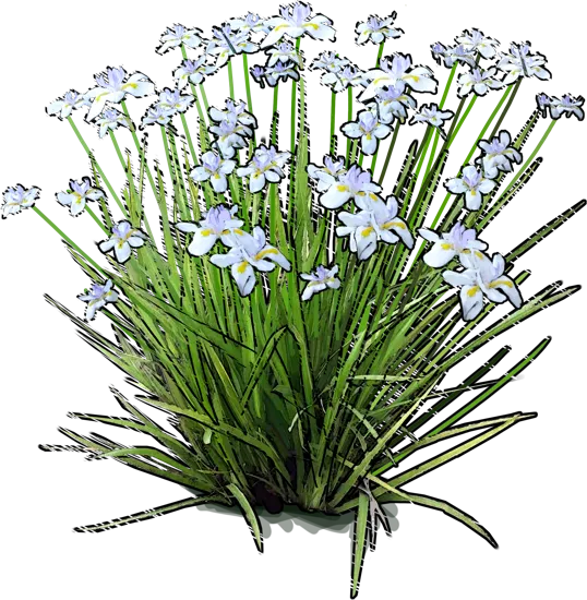Plant - Fairy iris