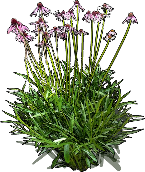 Plant - Echinacea laevigata