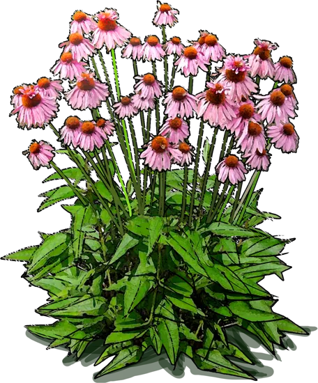 Plant - Echinacea purpurea Double Decker