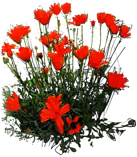 Plant - Glandular Cape Marigold