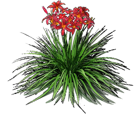 Plant - Hemerocallis hybrida Crimson Pirate