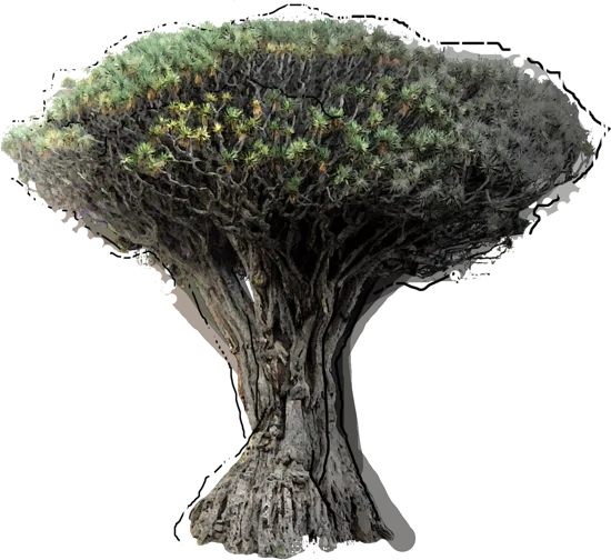 Plant - Dragon Tree