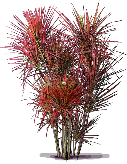 Plant - Dragon Tree \u0027Colorama\u0027