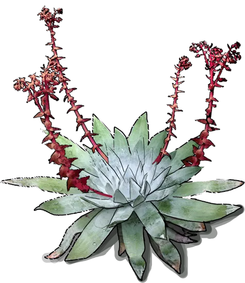 Plant - Dudleya dusty