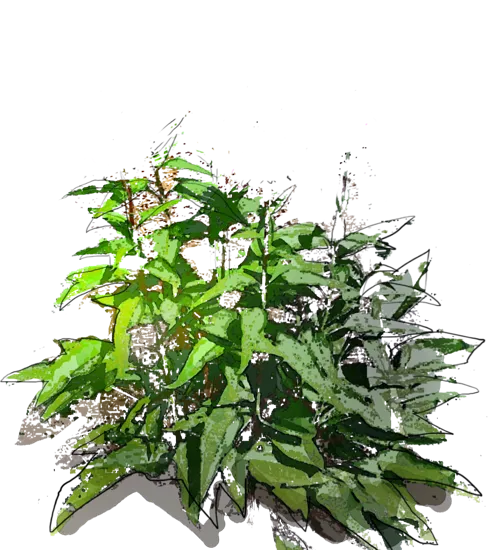 Plant - Purple coneflower