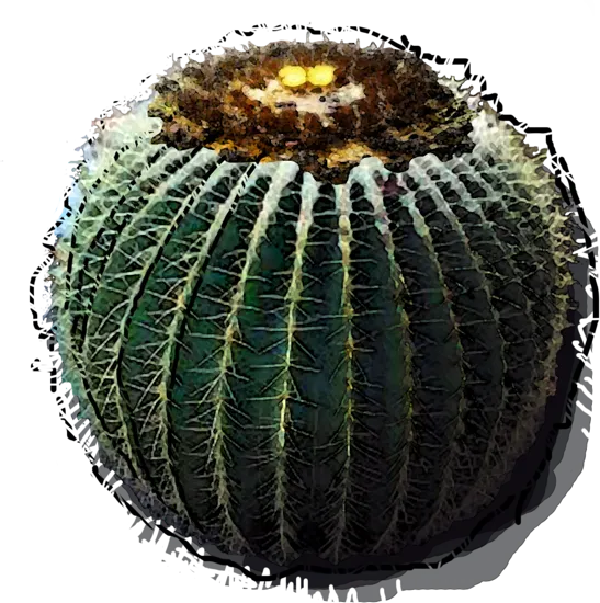 Plant - Echinocactus grusonii
