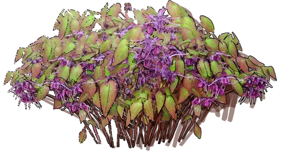 Plant - Barrenwort