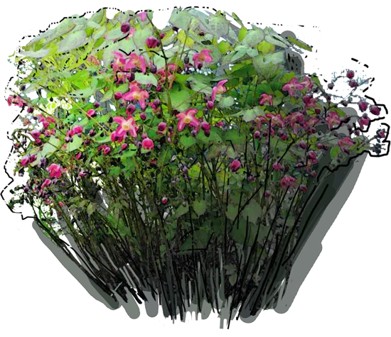 Plant - Epimedium red