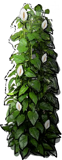 Plant - Epipremnum aureum