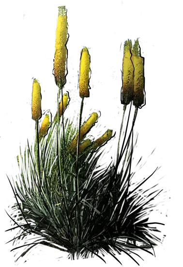 Plant - Foxtail Lily