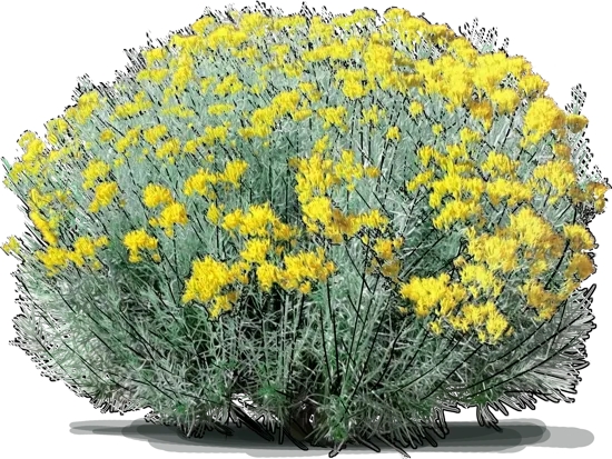 Plant - Rubber Rabbitbrush