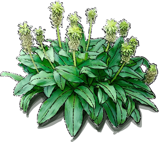 Plant - Variegated Pineapple Lily