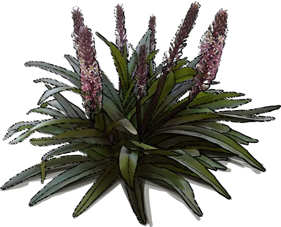 Plant - Pineapple Lily