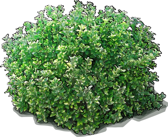 Plant - Euonymus \u0027Aureomarginatus\u0027