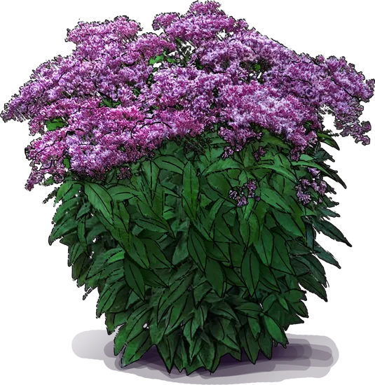 Plant - Joe Pye Weed