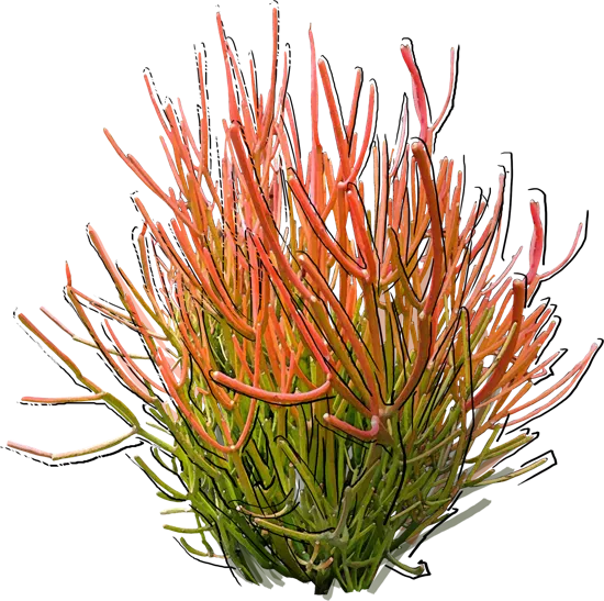 Plant - Firestick plant
