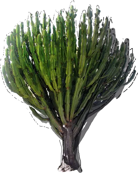 Plant - Common Tree Euphorbia
