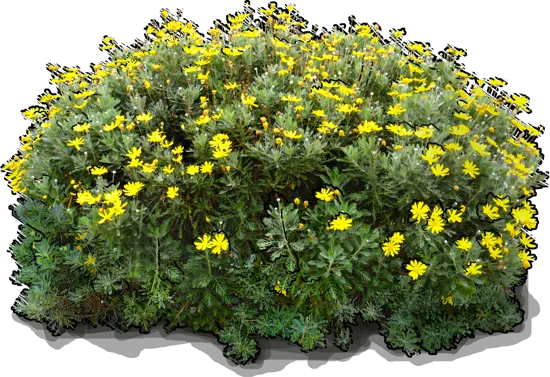 Plant - Golden shrub daisy