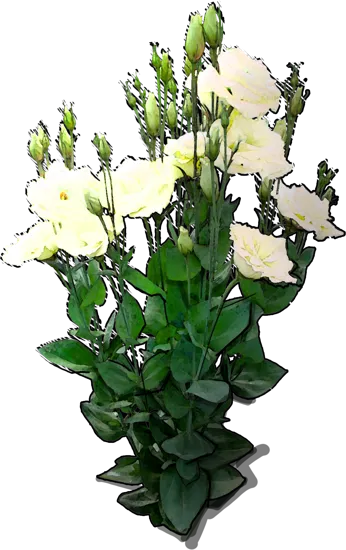 Plant - Eustoma grandiflorum