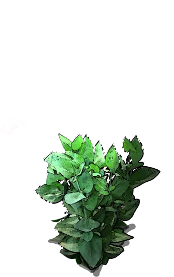 Plant - Eustoma grandiflorum
