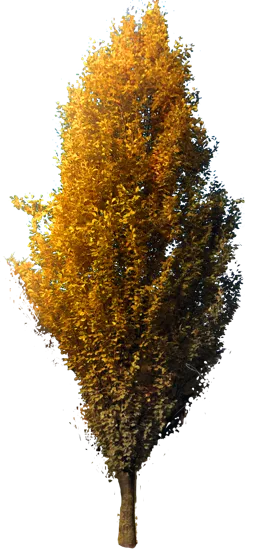 Plant - Gold Columnar Beech