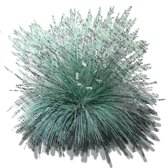 Plant - Blue Festuca Flower