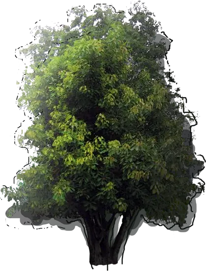 Plant - Bengal Fig