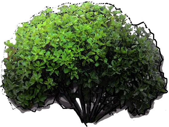 Plant - Ficus deltoidea