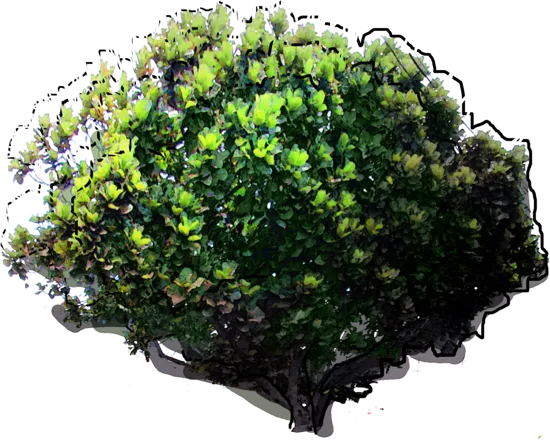 Plant - Ficus Iyrata