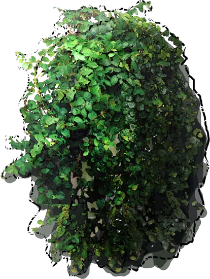 Plant - Ficus pumilo