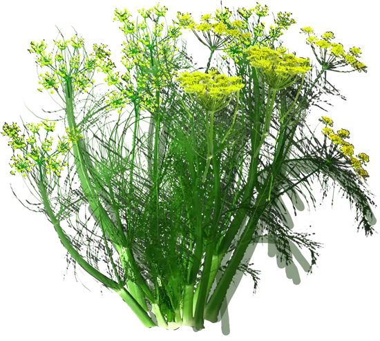Plant - Sweet fennel