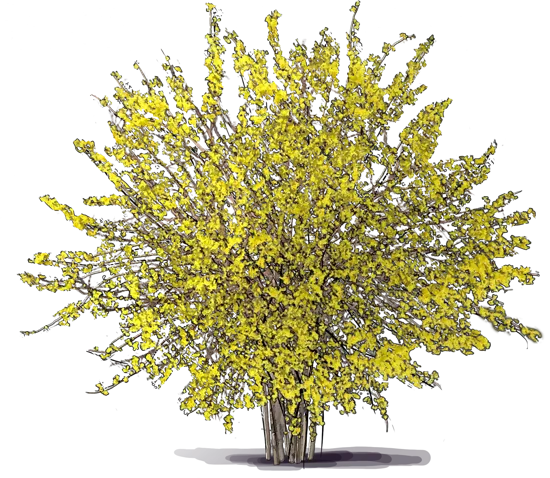 Plant - Kumson Forsythia