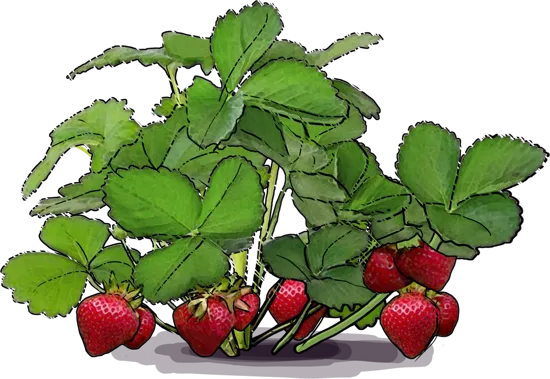 Plant - Junebearing Strawberry \u0027Honeoye\u0027