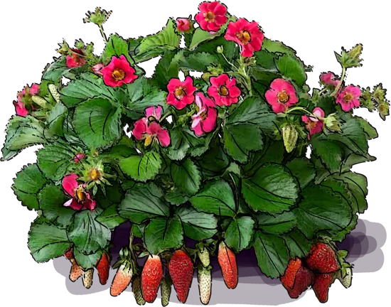 Plant - Everbearing Strawberry \u0027Tristan\u0027