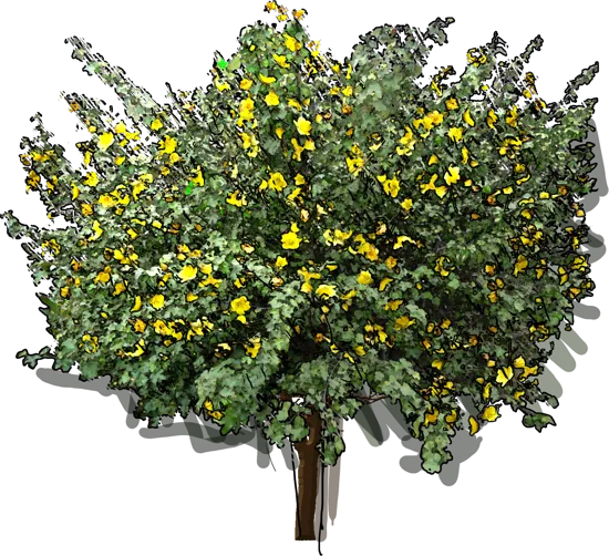 Plant - California fremontia