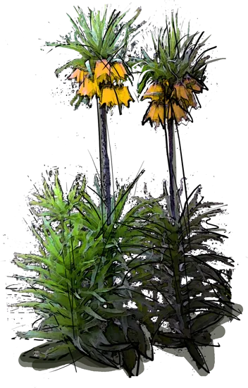 Plant - Crown Imperial \u0027Lutea\u0027