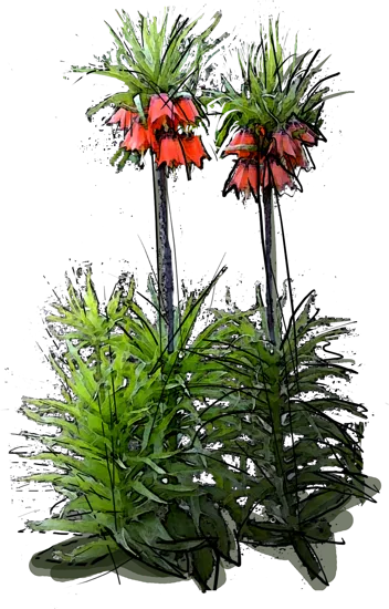 Plant - Crown Imperial