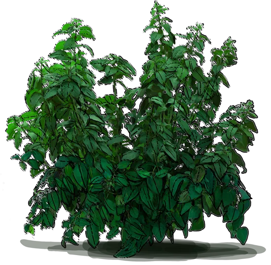 Plant - Hardy Fuchsia \u0027Beacon\u0027