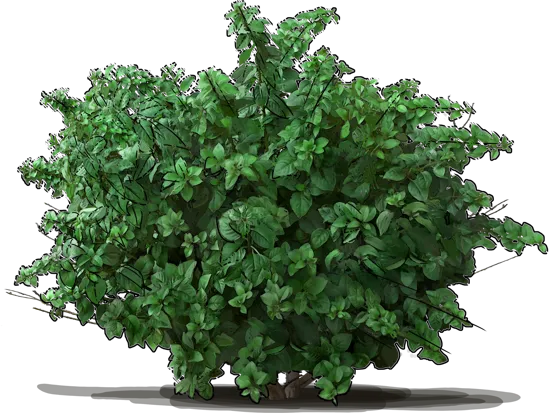 Plant - Hardy Fuchsia \u0027Riccartonii\u0027