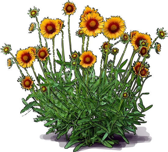 Plant - Great Blanket Flower