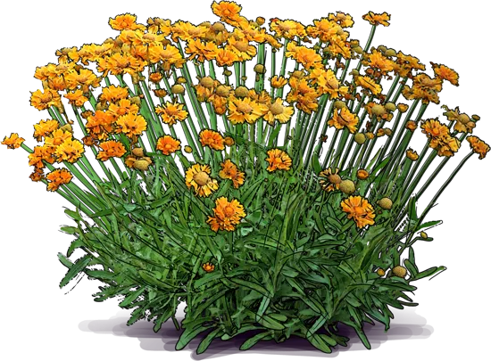 Plant - Blanket Flower \u0027Oranges and Lemons\u0027