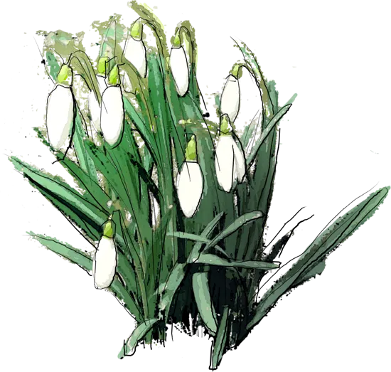 Plant - Common Snowdrop