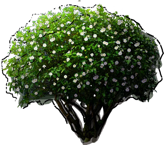 Plant - Gardenia jasminoides
