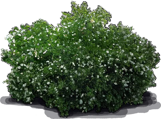 Plant - Thunberg\u0027s gardenia