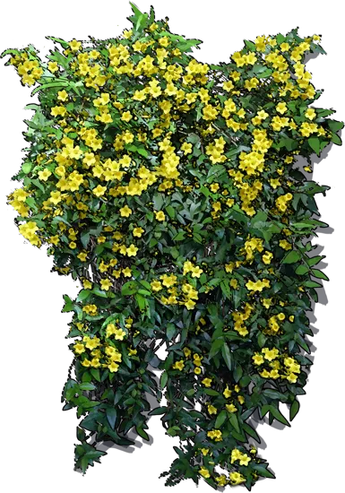 Plant - Carolina jasmine