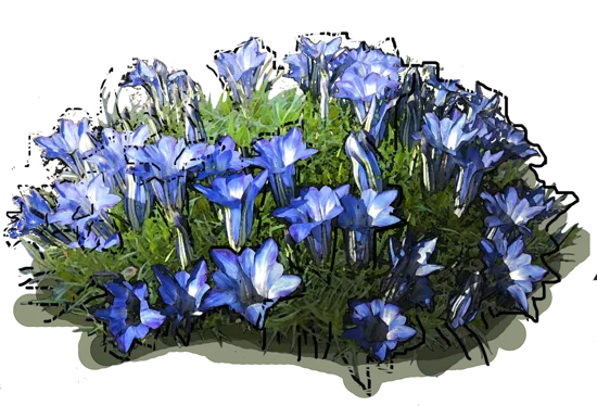 Plant - Allowing gentian\u002Ddecorated