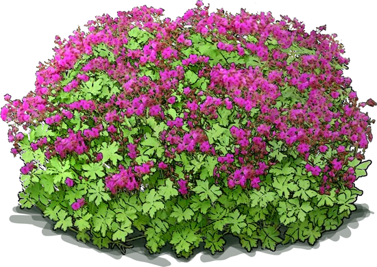 Plant - Bigroot geranium
